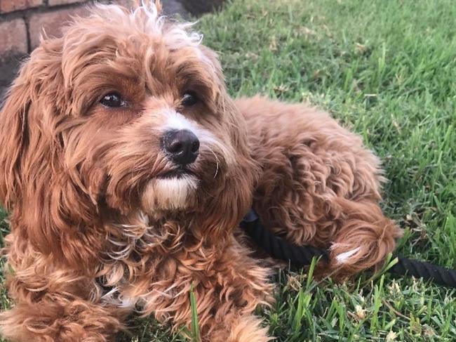 Willow the toy cavoodle was savagely killed by three large staffy-like dogs which had escaped a home in Harrington Park on Thursday.