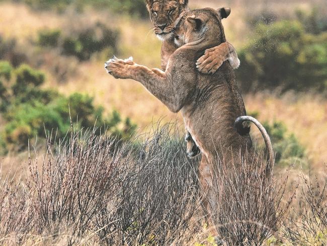 PIC BY DANNY SULLIVAN / CATERS NEWS - (PICTURED: LIONS DANCING) - These lions clearly love being the MANE attraction as they appear to be LION dancing. The pair rose high on their hind legs, pressing paws on one another similar to that of a waltz. Keen photographer Danny Sullivan captured the hilarious moment in the Samburu National Park, Kenya. Amazed Danny, from Los Angeles in California, USA, couldnt believe his luck after capturing the well-timed shot. SEE CATERS COPY