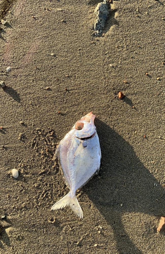 Dead fish found on Kings Beach, Bowen, on August 7, 4.45pm. Kings Beach is a popular off-leash dog beach.