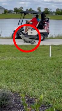 Alligator chases a golf cart