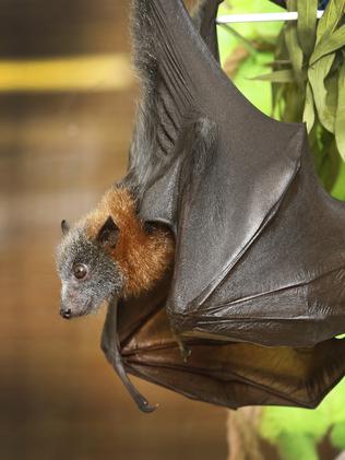 Flying fox deaths in fruit netting | Herald Sun