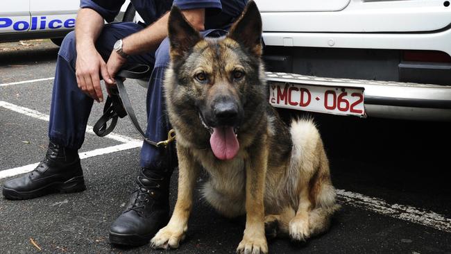 A police dog squad dog.  File picture.