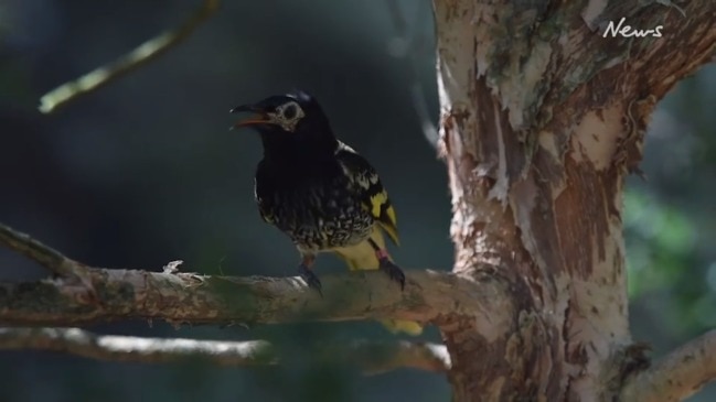 Sydney: Endangered regent honeyeaters soar