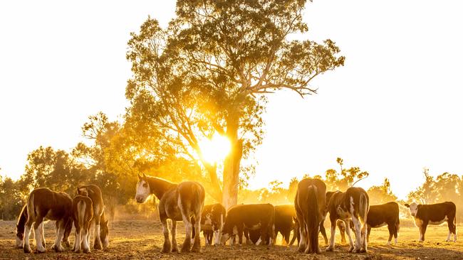 Clydesdale horses at sunrise at Tatong Estate, the Marriot family farm, now run by Andrew, Max's son.