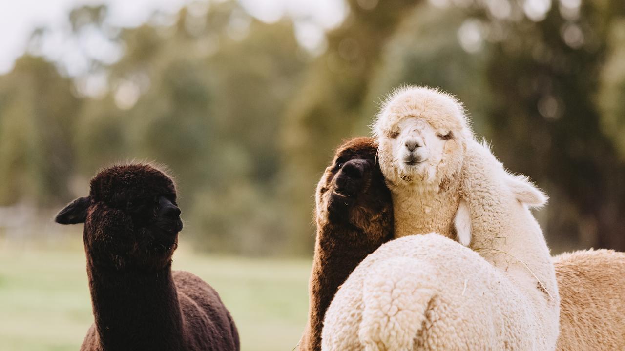 Photos: Blue Gum Rise alpaca farm at Redbank | The Weekly Times
