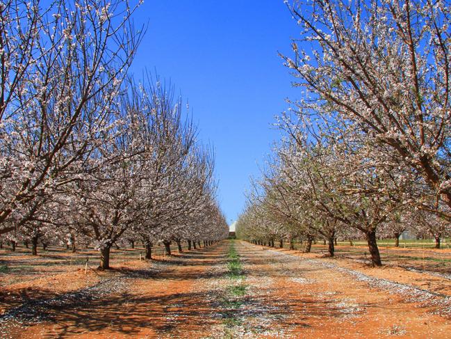 Almond orchard in blossom (late August) at Mildura, 2014. At Almond Board of Australia chairman Neale Bennett's farm at Merbein. Picture: Glenn Milne