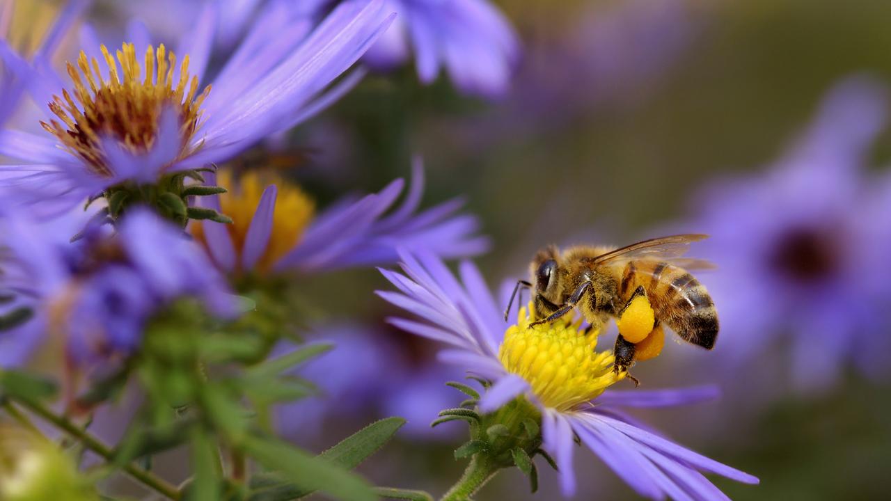 Scientists Are Beginning to Learn the Language of Bats and Bees