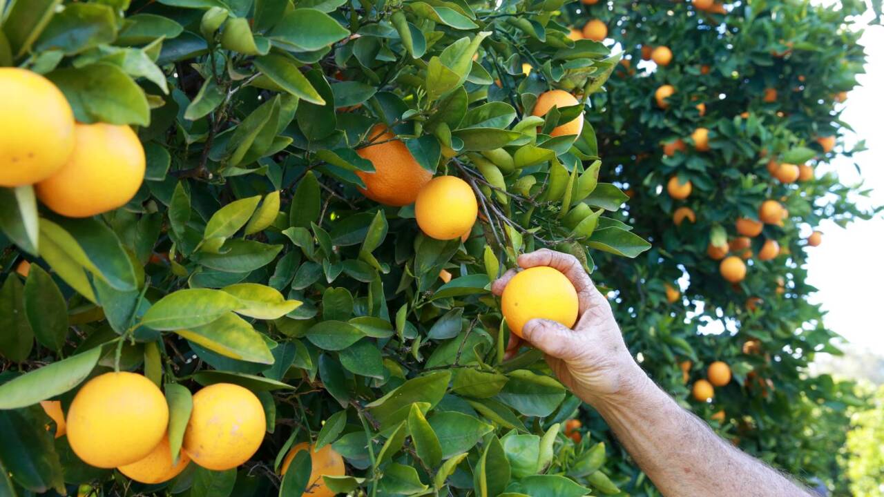 Skilled labourers could be locked out of Australia due to quarantine caps