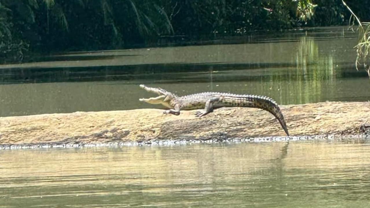 Croc a regular visitor near popular Whitsundays swimming hole