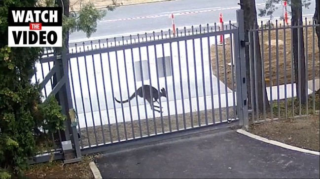 Gutsy kangaroo busted attempting to break into Russian embassy in Canberra