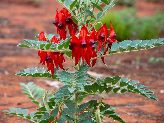 Sturts Desert Pea