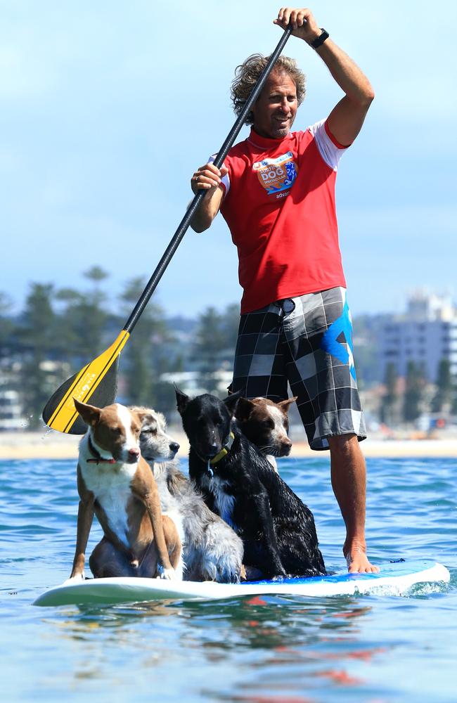 Highly trained dogs enjoying a paddleboard ride at Manly. File picture: Adam Taylor