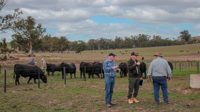 Buyers inspecting bulls in the paddock at the 50th annual Lawsons Angus stud bull sale on Friday. Picture: Madeleine Stuchbery