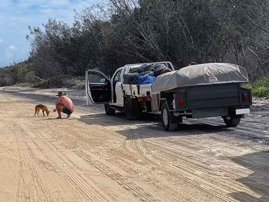 A tourist (pictured) copped a $2300 fine for feeding biscuits to a dingo on Fraser Island. Picture: Queensland Department of Environment and Sciences