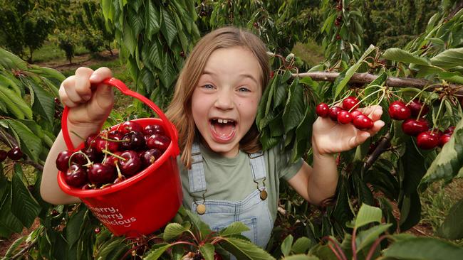 Cherry picking Festival returns to Cherry Hill Orchards. Picture: David Caird