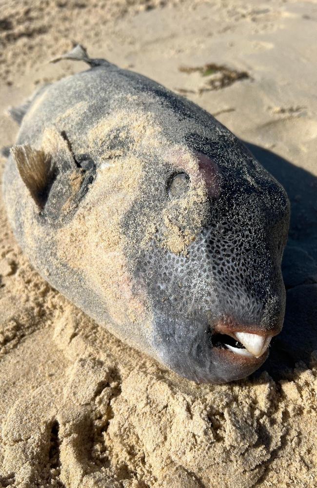 Sunrise Beach resident Donna Sennett found this fish when walking her dog at Sunrise Beach on August 10, 2023. Picture: Donna Sennett