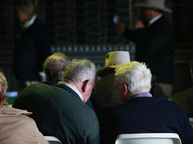 70 bulls were up for auction via the Helmsman auction system at the Paringa spring bull sale. Picture: Andy Rogers