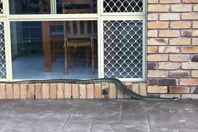 Photo courtesy Brisbane Snake Catchers. Phone 0434 146109. www.brisbane-snake-catcher.com.au