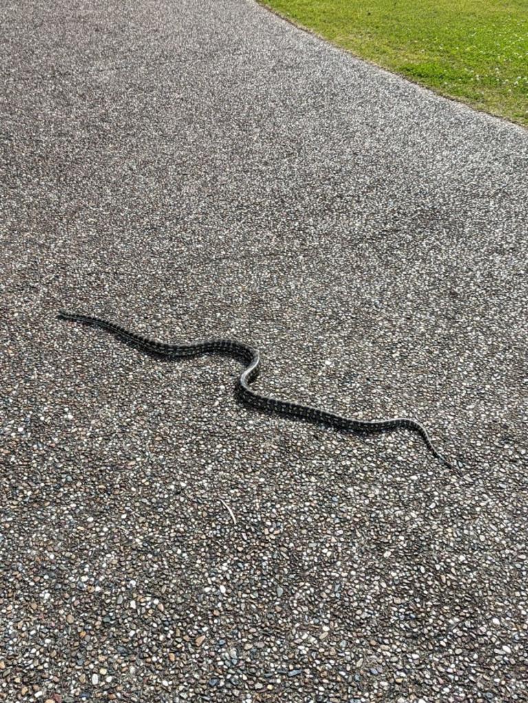 A python pays a visit to Mark Herron's home in Bundaberg.