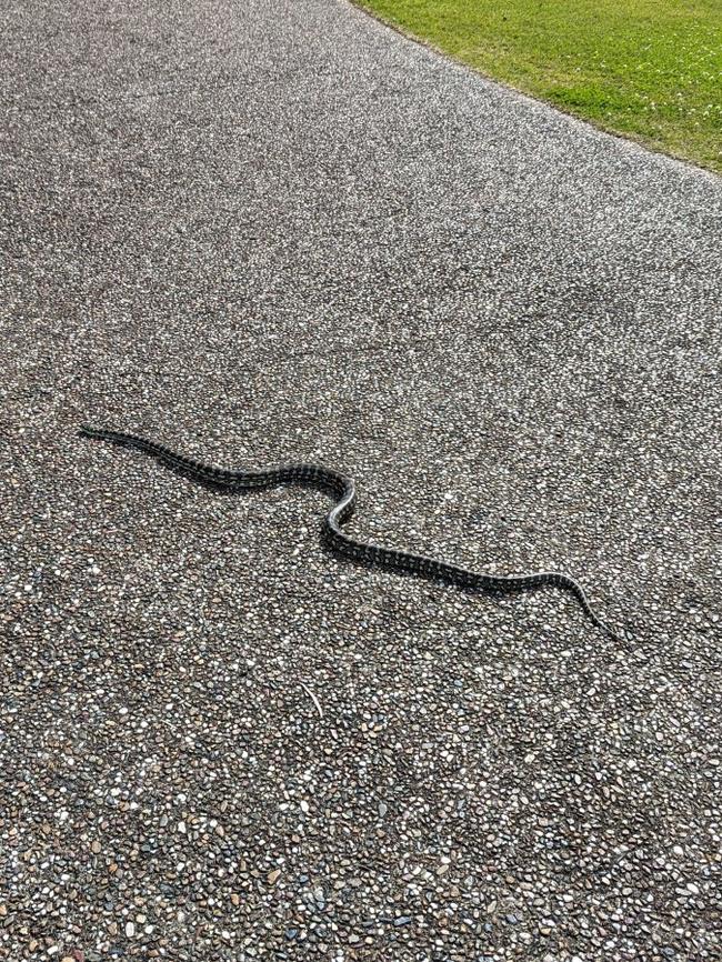 A python pays a visit to Mark Herron's home in Bundaberg.