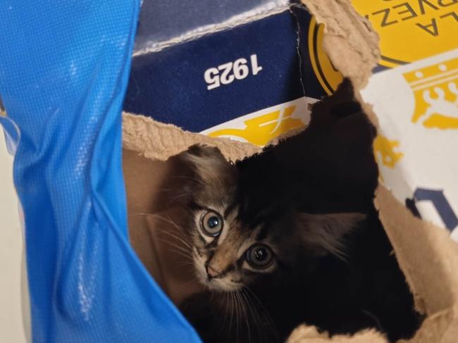 âCaliâ the tabby kitten was dumped in an empty beer carton. Picture: RSPCA WA