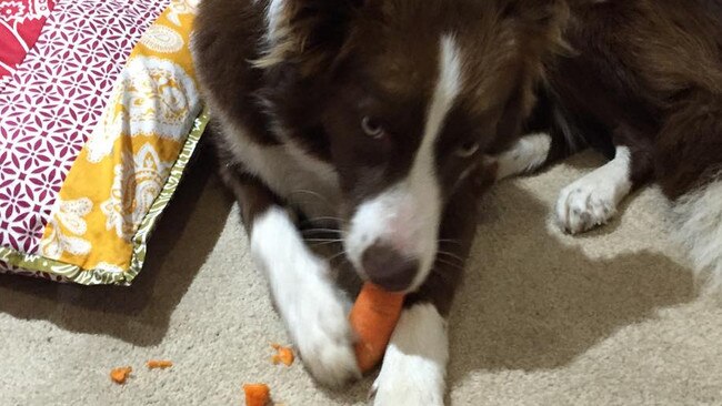 This carrot will end up covered in drool on your kitchen floor.