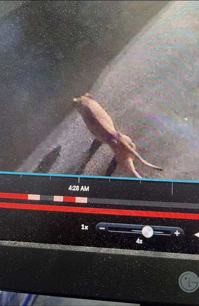 Local CCTV cameras show a struggling Nala in the lead up to her rescue