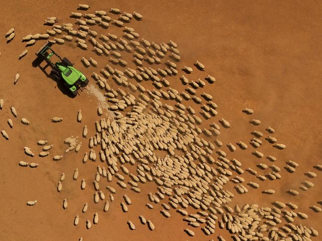 LOUTH, AUSTRALIA - FEBRUARY 21: An aerial view as Garry Mooring feeds his sheep on February 21, 2019 in Louth, Australia. Local farmer and landowner Garry Mooring has lived in the region for sixty years and has a deep understanding of the land. During this time he has observed the changing conditions along the Darling River and he along with other local farmers and community members feel angry and disappointed with the mismanagement of the Murray-Darling River basin. Mooring believes the river is the lifeblood of the community and there is a need for federal policy change not just state. Local communities in the Darling River area are facing drought and clean water shortages as debate grows over the alleged mismanagement of the Murray-Darling Basin. Recent mass kills of hundreds of thousands of fish in the Darling river have raised serious questions about the way WaterNSW is managing the lakes system, and calls for a royal commission. (Photo by Mark Evans/Getty Images)