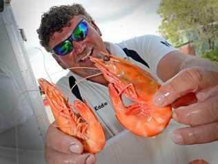 Eddie Kurz from Outlaw Seafood Australia with some fresh Tweed Prawns Photo: Blainey Woodham / Daily News. Picture: Blainey Woodham