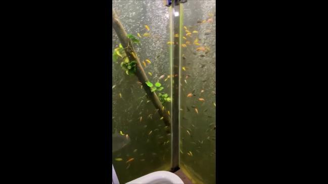 Man turns his bathroom into giant aquarium