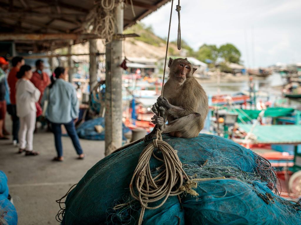 The monkeys have grown more hungry and desperate since the drop in tourism during the pandemic. Picture: Jack Taylor/AFP