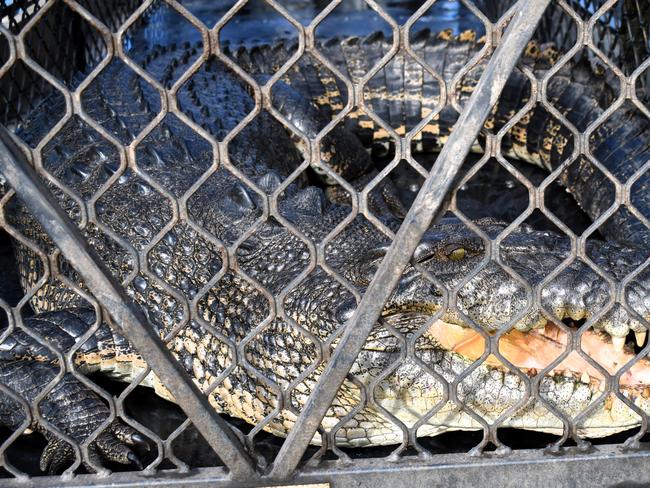 Department of Environment, Science and Innovation (DESI) wildlife officers captured a 3.6-metre saltwater crocodile at Cattle Creek on the Bruce Highway between Townsville and Ingham overnight Friday in what has been an action-packed month for hard-working wildlife officers in North Queensland. Picture: Cameron Bates