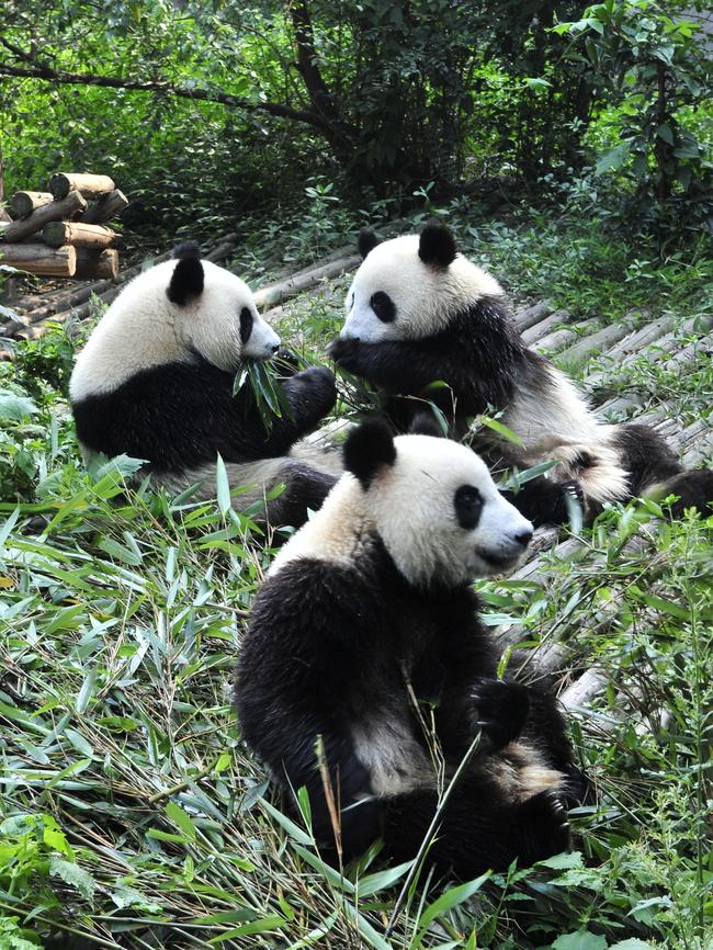 Giant panda at the centre.