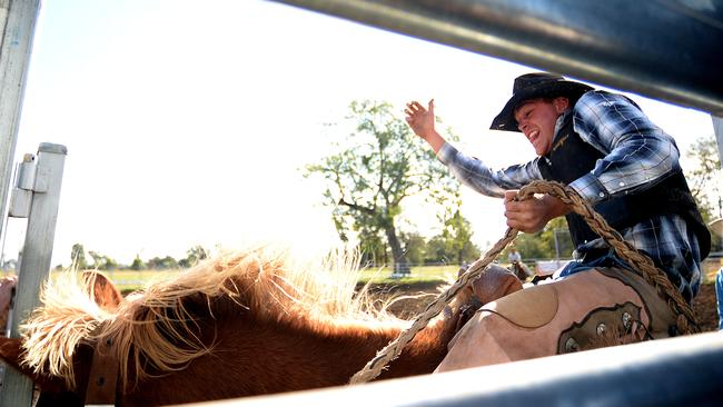 A cowboy spurs his charge out of the chute at the Saddle Bronc Riding School in Attunga. Picture Peter Lorimer.