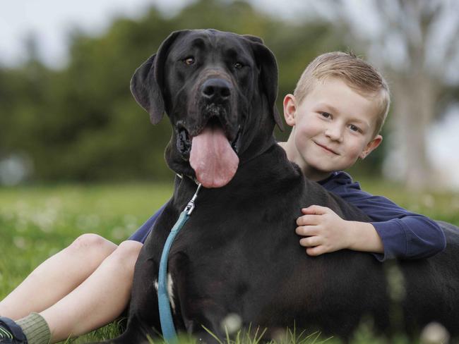 Lincoln Makin, now aged 7, with Tilly, a one-year-old Great Dane. Picture: NCA NewsWire/David Swift