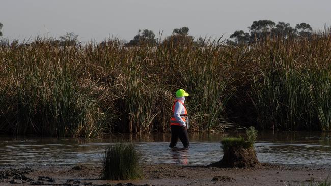 Pressure is mounting on the Victorian government to ban duck hunting. Picture: Brad Fleet