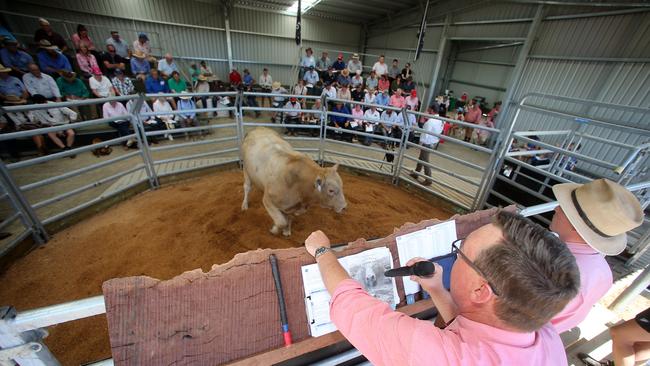 Action at last week’s Mount William Charolais sale at Willaura.