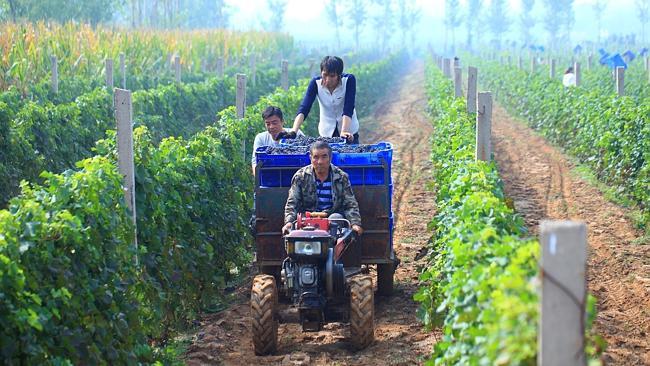 Workers in the Grace Vineyard, Shanxi.