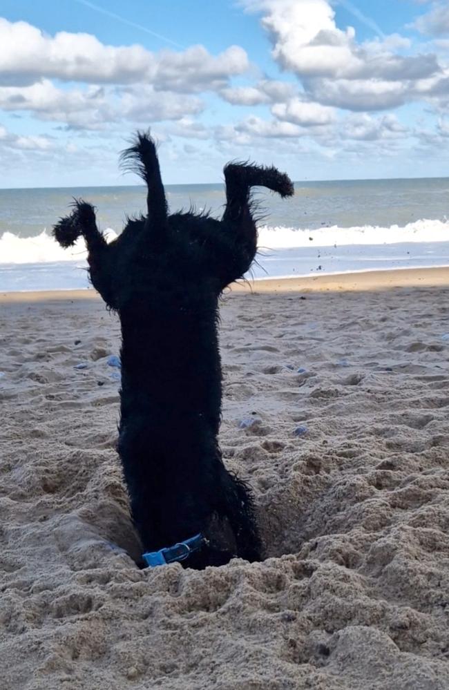 Digging a hole is a serious business. Shadow the dog shows off his new digging technique! Sophie Boynton/Comedy Pets