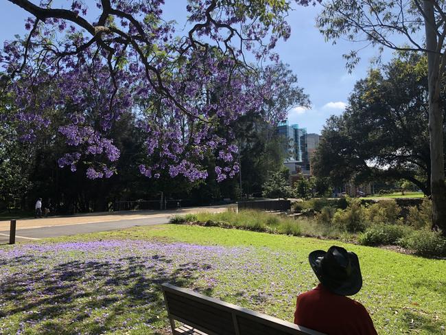 Taking in the majestic jacaranda at Parramatta Park at 8.58am. #SnapSydney 2018 Picture: Joanne Vella