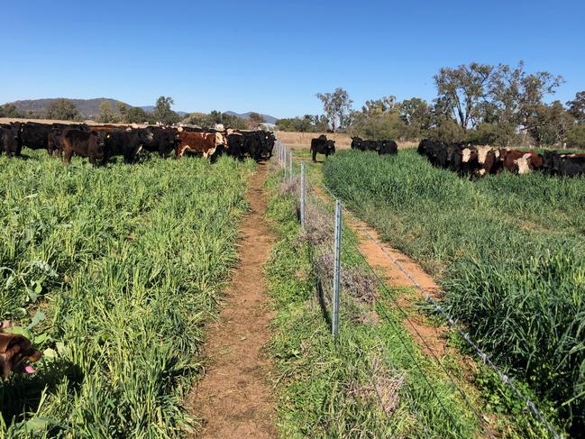 The modern farm: drought-resilient and lowering CO2