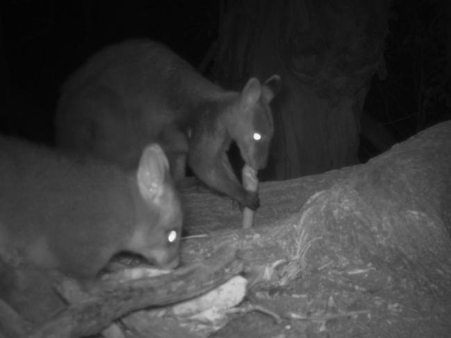 Night vision showing wildlife, including endangered brush-tailed rock wallabies, eating food.