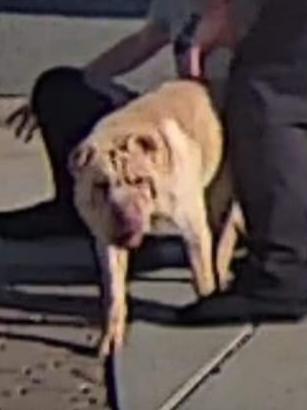 A shar pei that attacked a Chihuahua at Salisbury North last month. Picture: Facebook