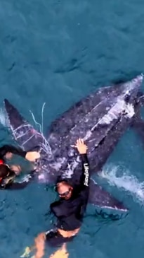 A large leatherback turtle got caught up in a shark net off Sydney