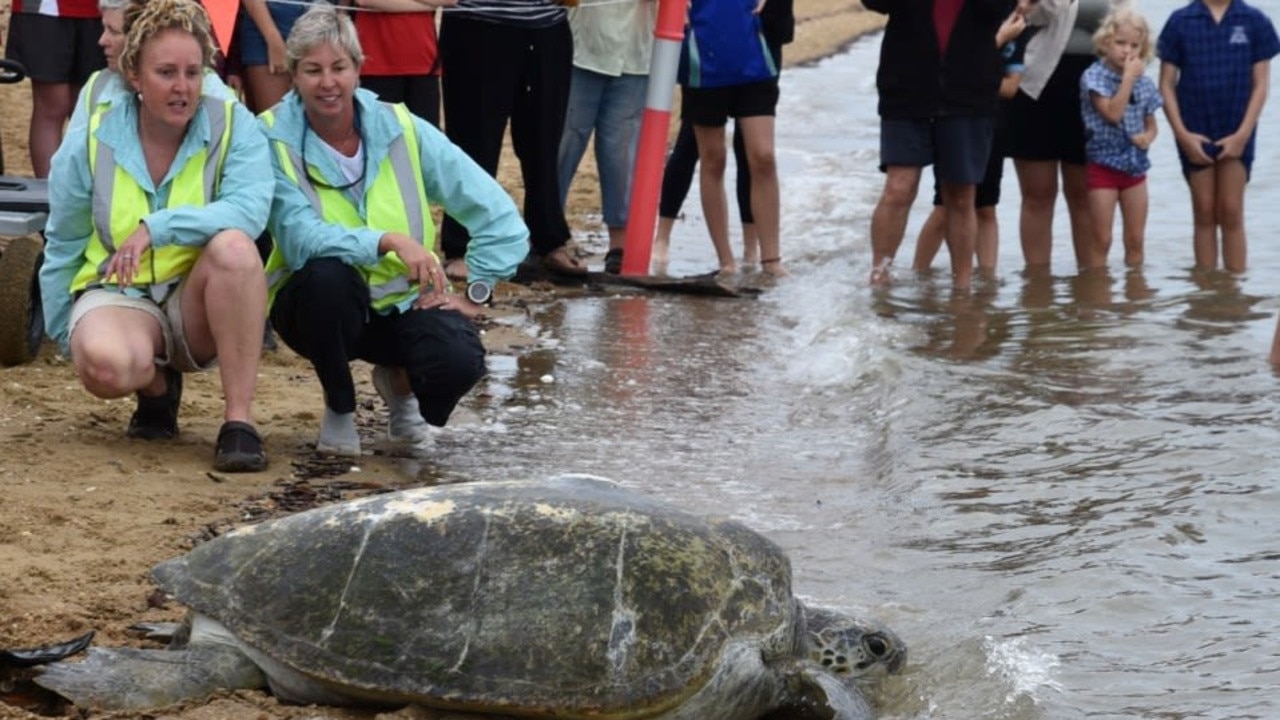 Turtles in Trouble Rescue coordinators Holly West and Ali Hammond release a rehabilitated sea turtle back into the waters of the Great Sandy Strait.