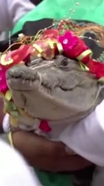 Mexican Mayor marries crocodile in an age-old tradition