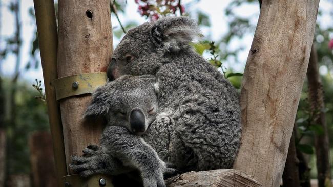 More than $574,000 has been raised through a fundraising campaign to support a new Byron-based mobile wildlife hospital.