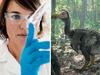 Bioscience company's plan to 'de-extinct' the dodo