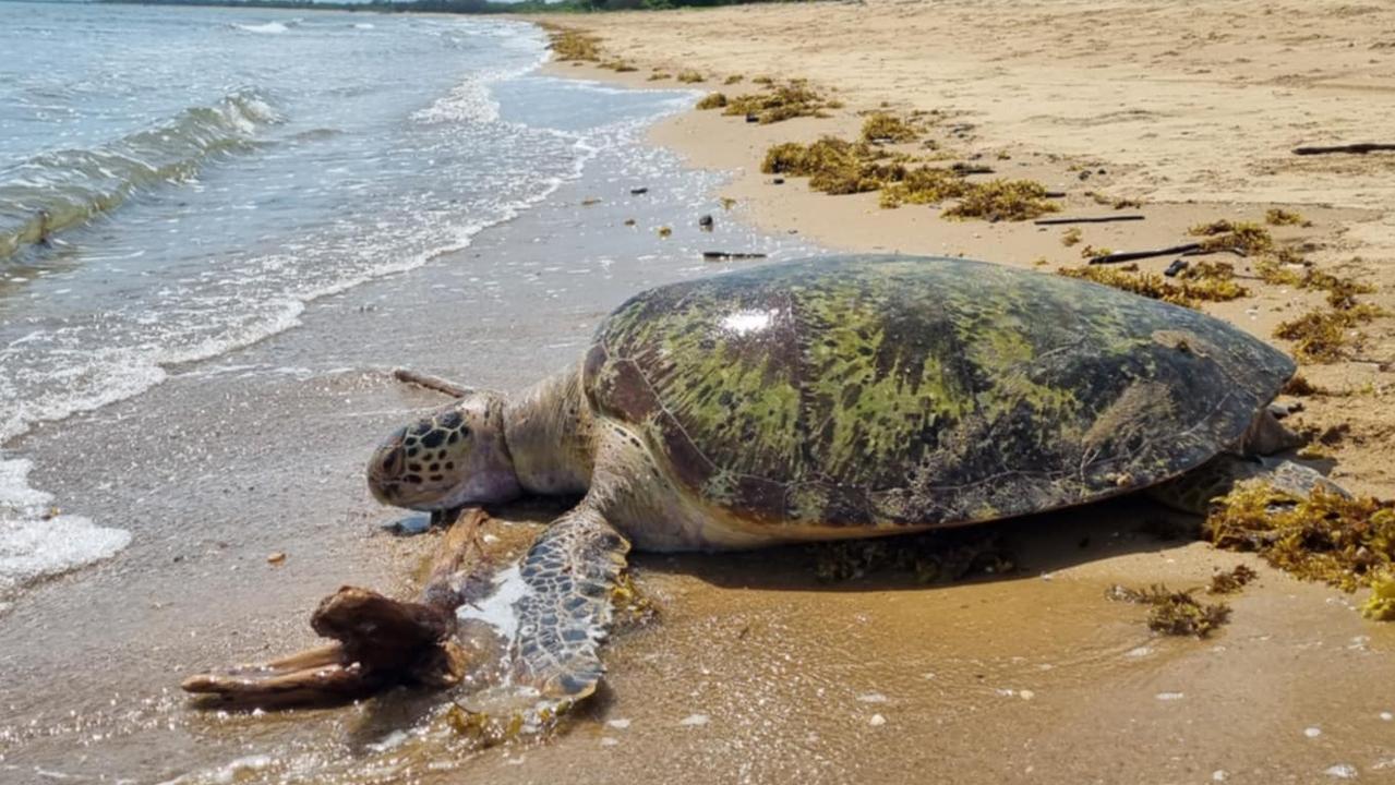 Race to switch off light that could lure baby turtles from sea