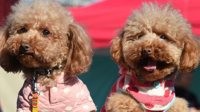 Poodles and poodle mixes can be a good choice for families with small children. Picture: Nicole Garmston